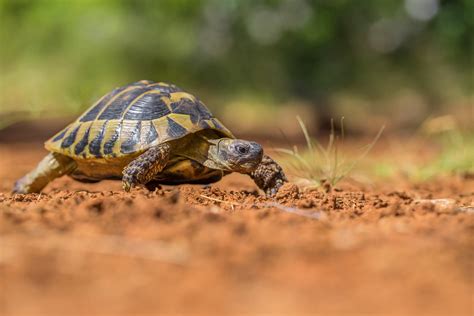 tortoise hermes|hermann's tortoise full size.